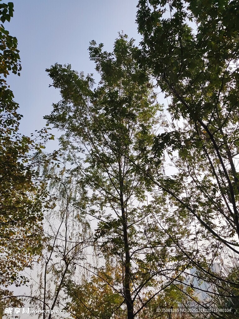 仰视茂密树林树梢