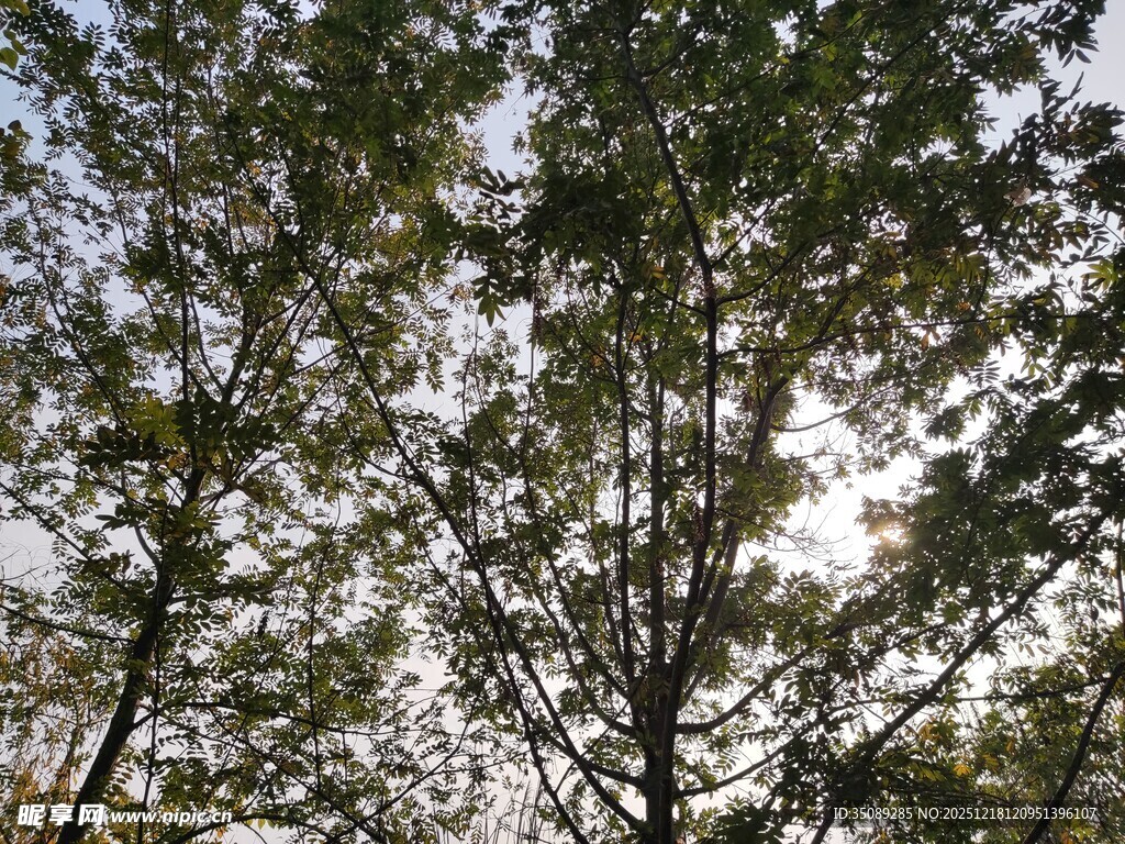 仰视茂密树林树冠景象