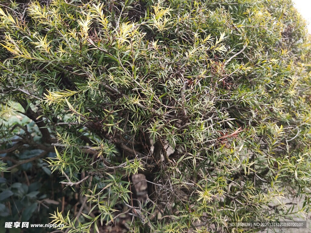 翠绿繁茂的灌木丛