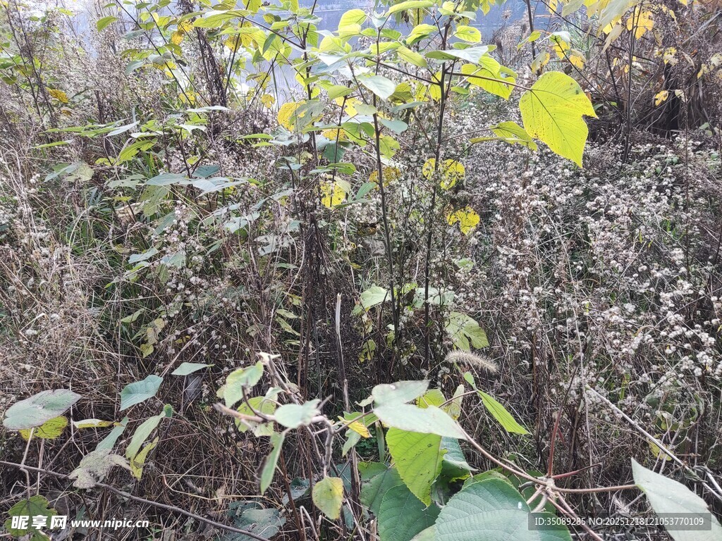 野外生长的绿色植物