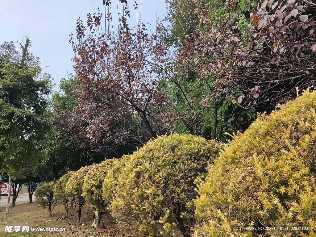 整齐的黄色灌木丛景观