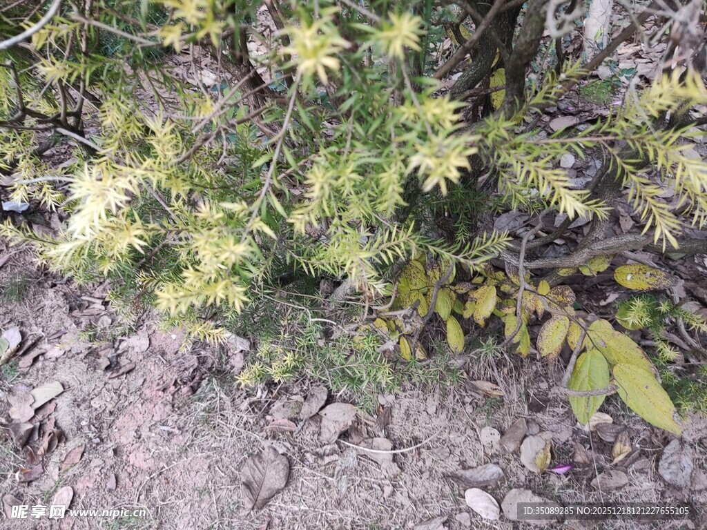 地面生长的嫩绿植物