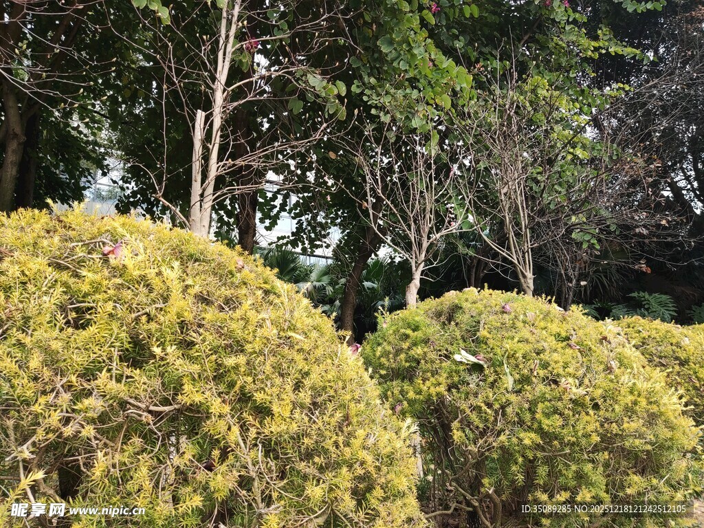 绿意盎然的球形灌木丛