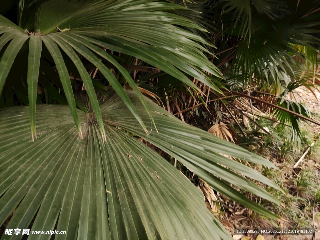 翠绿棕榈叶尽显自然生机