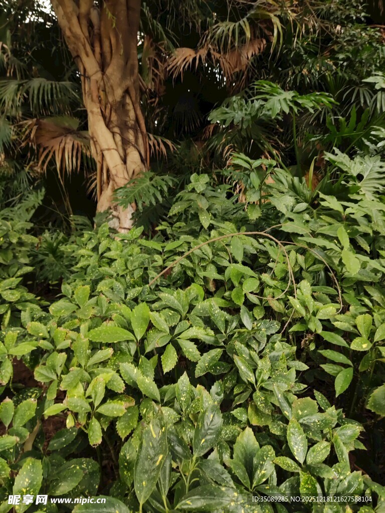 繁茂绿植环绕的大树