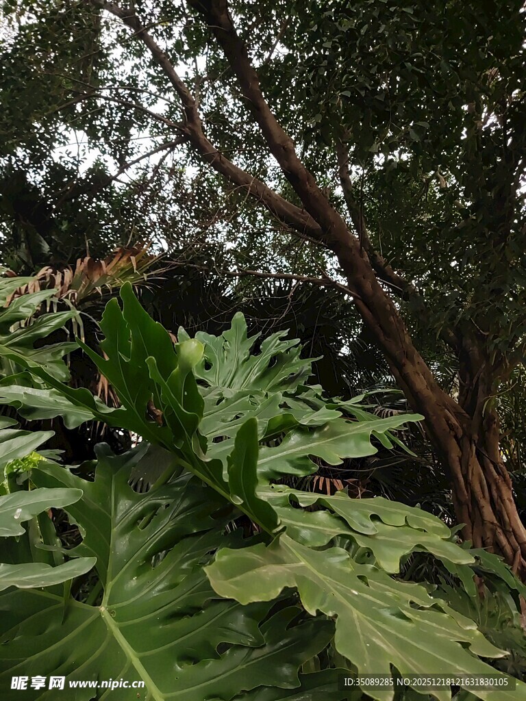 繁茂绿植中的自然景象