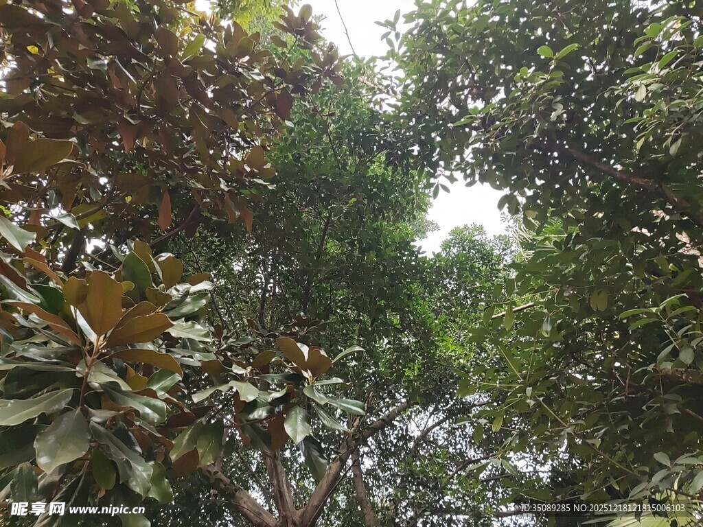 茂密树林中的繁茂枝叶