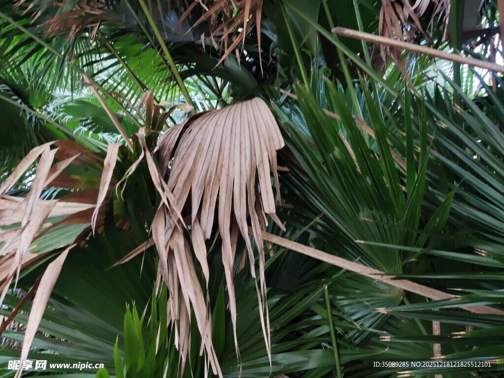 棕榈植物特写