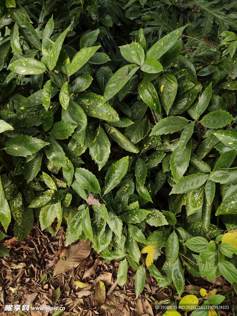 绿叶繁茂的植物景观