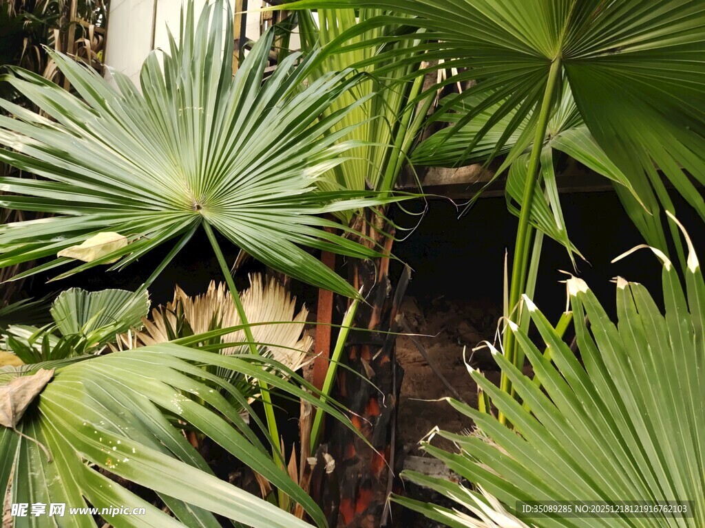 热带棕榈植物景观