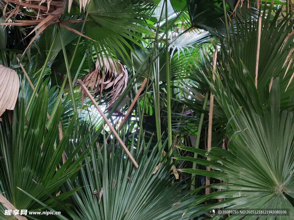 茂密丛林中的绿色植物景观