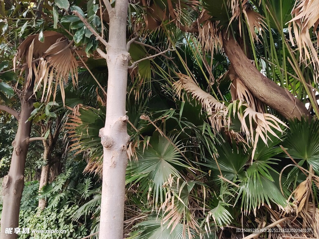 林间挺拔的棕榈树干