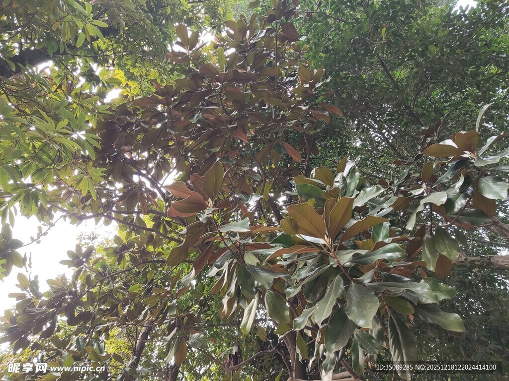 茂密枝叶的繁茂树木