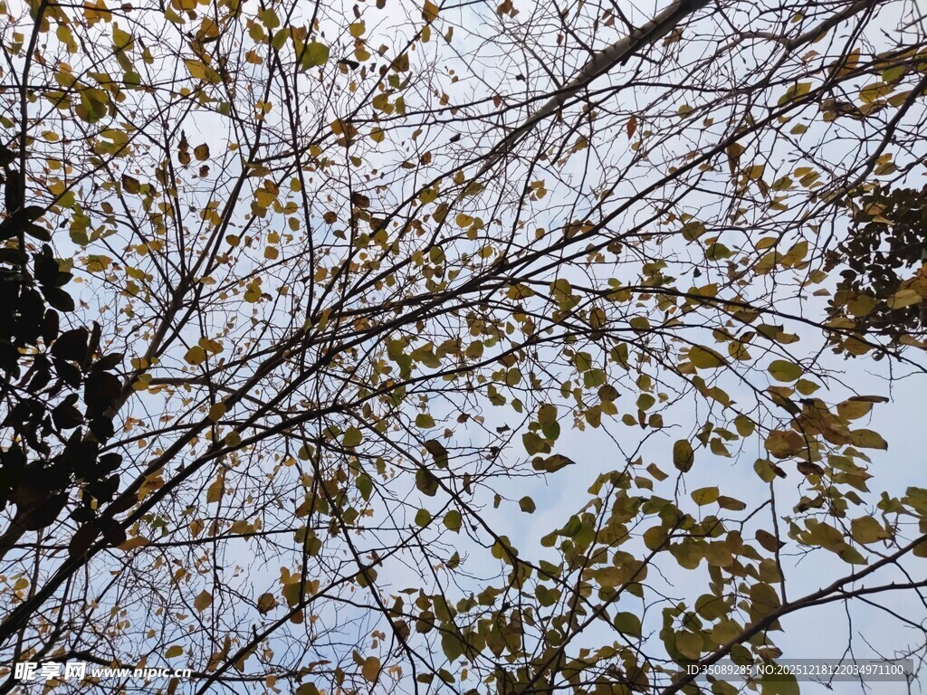 雪覆枝叶的冬日景象