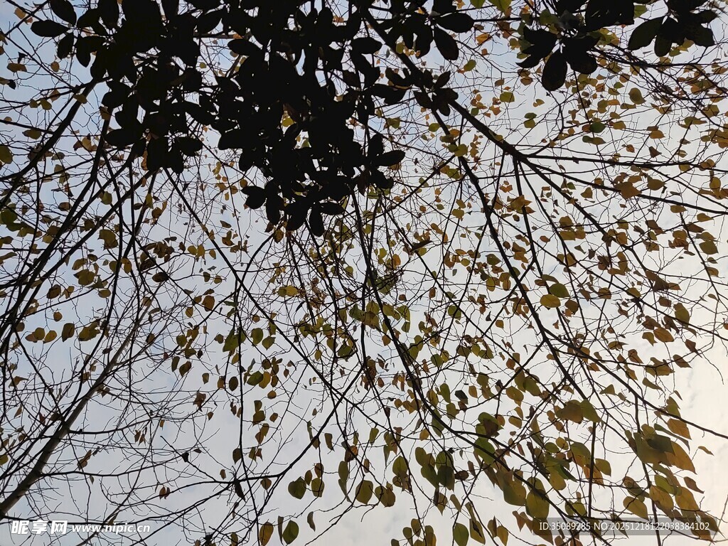 雪覆树枝的冬日景象