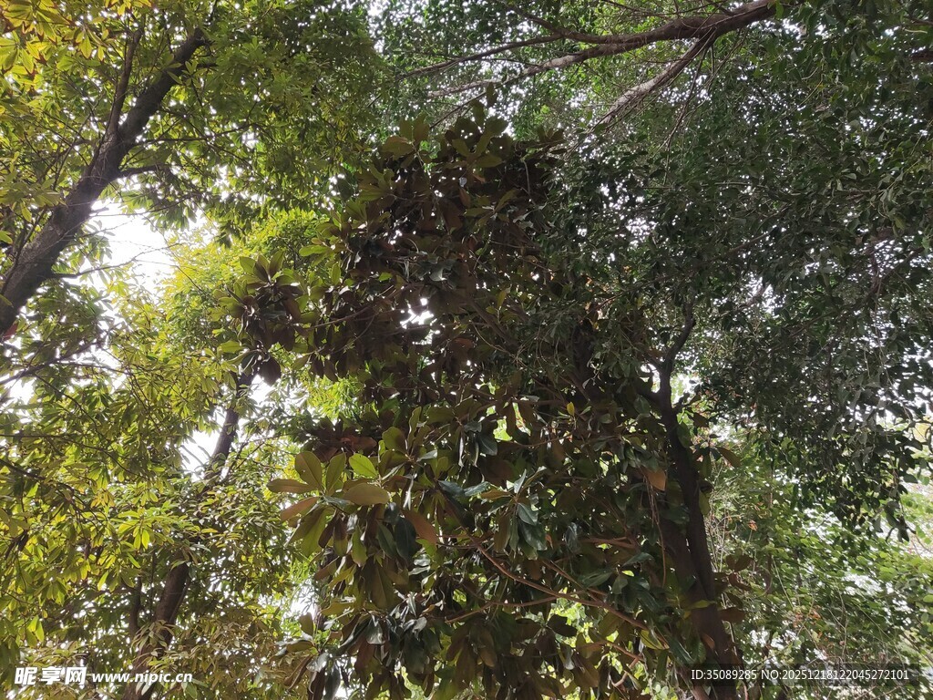 茂密森林中的葱郁树木