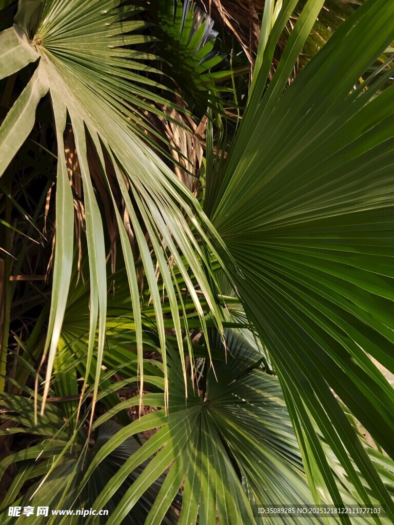 热带棕榈叶特写