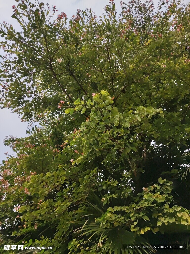 繁茂绿树尽显自然生机