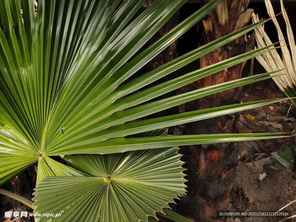 扇形棕榈叶特写
