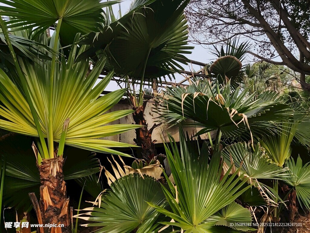 热带棕榈植物景观