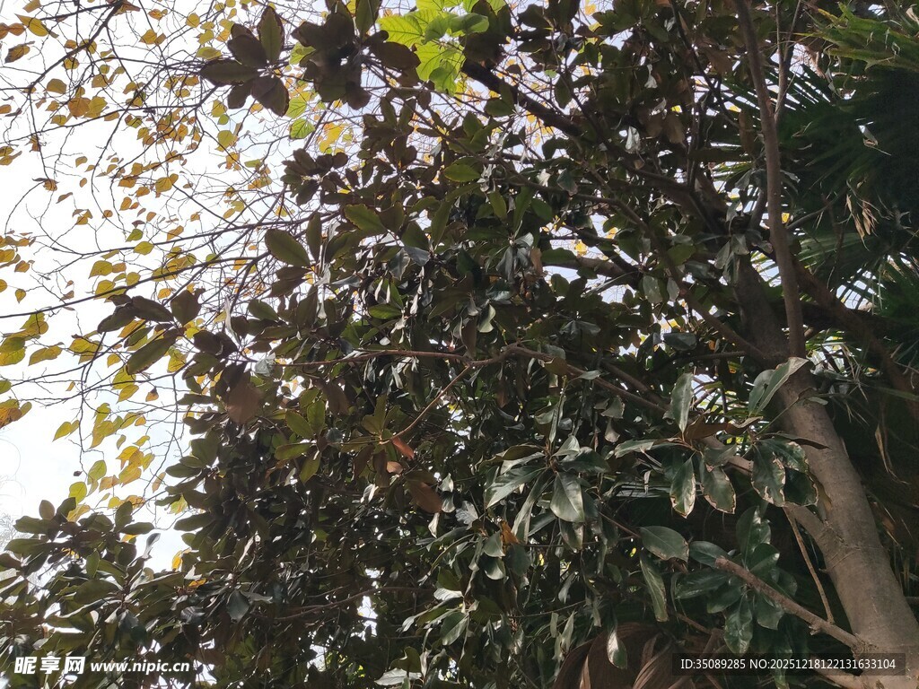 繁茂绿树枝叶葱茏