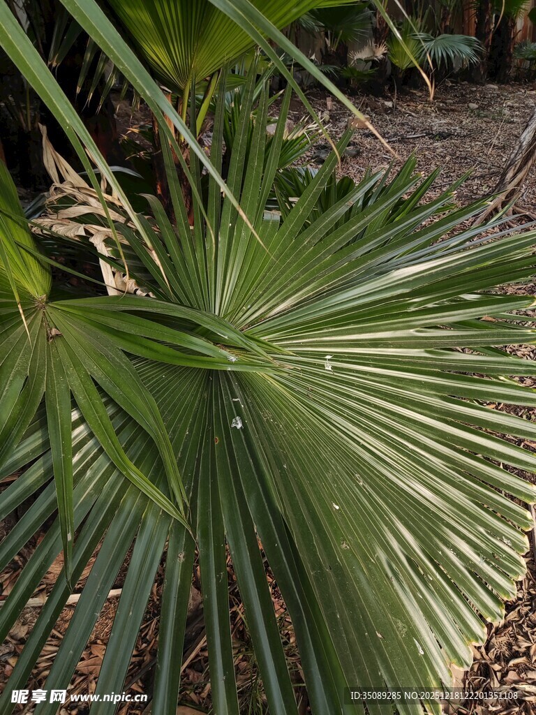 扇形棕榈叶特写