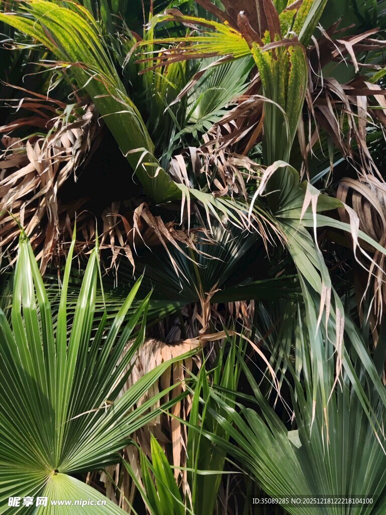 热带棕榈植物景观