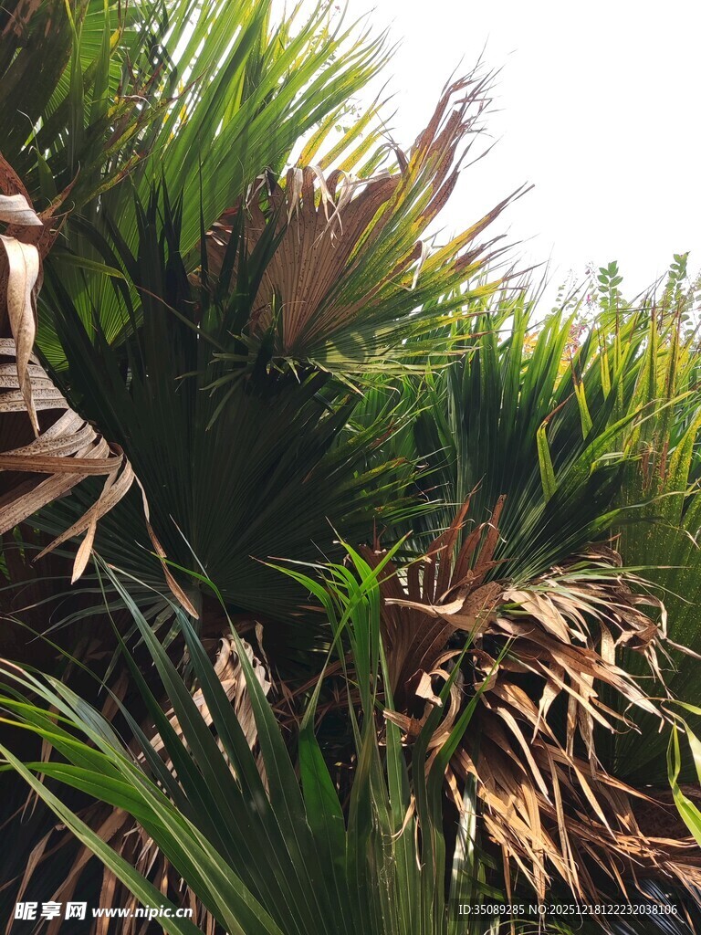 茂密的热带植物景观