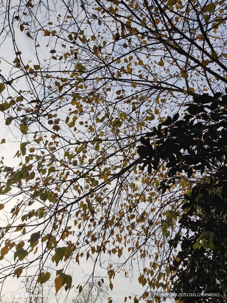 树枝上的稀疏叶片