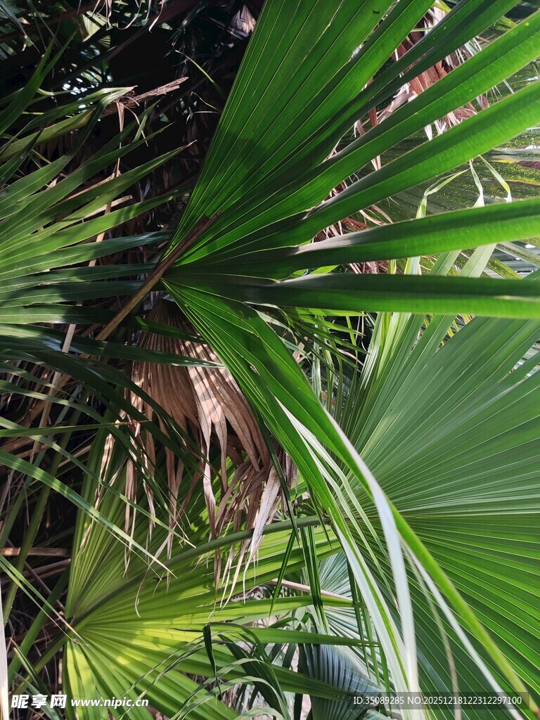 翠绿棕榈叶尽显自然生机