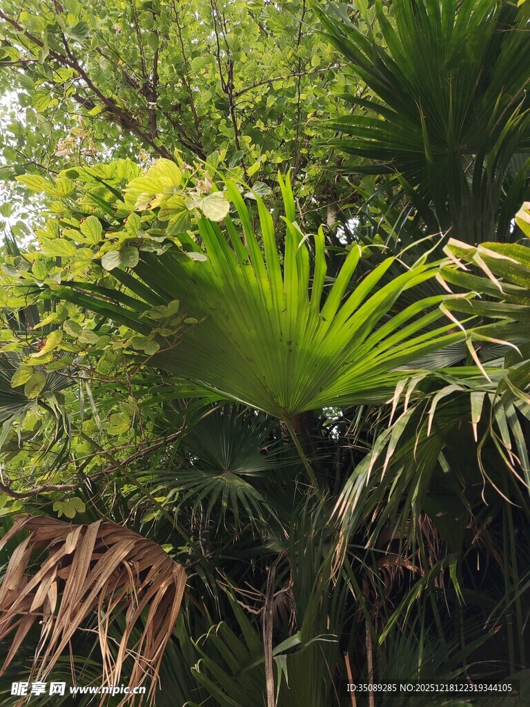 繁茂的热带棕榈植物景观