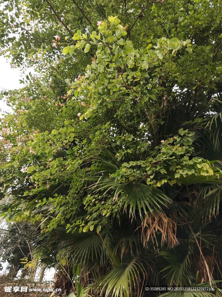 繁茂绿树展现自然生机