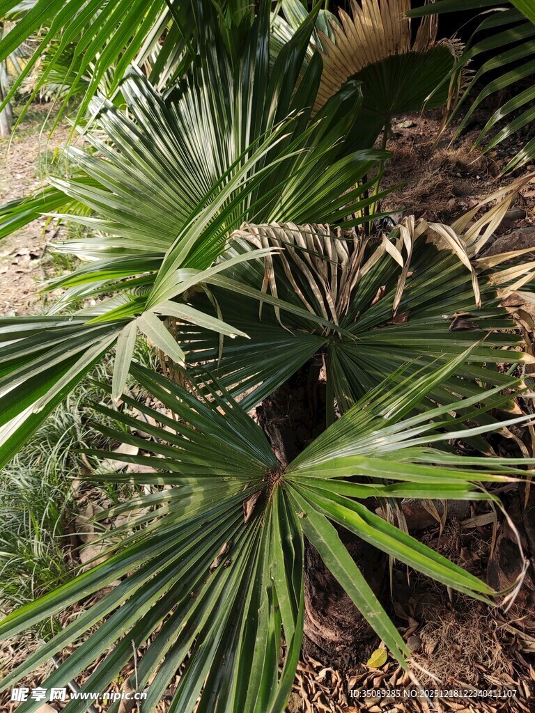 翠绿蒲葵植物特写