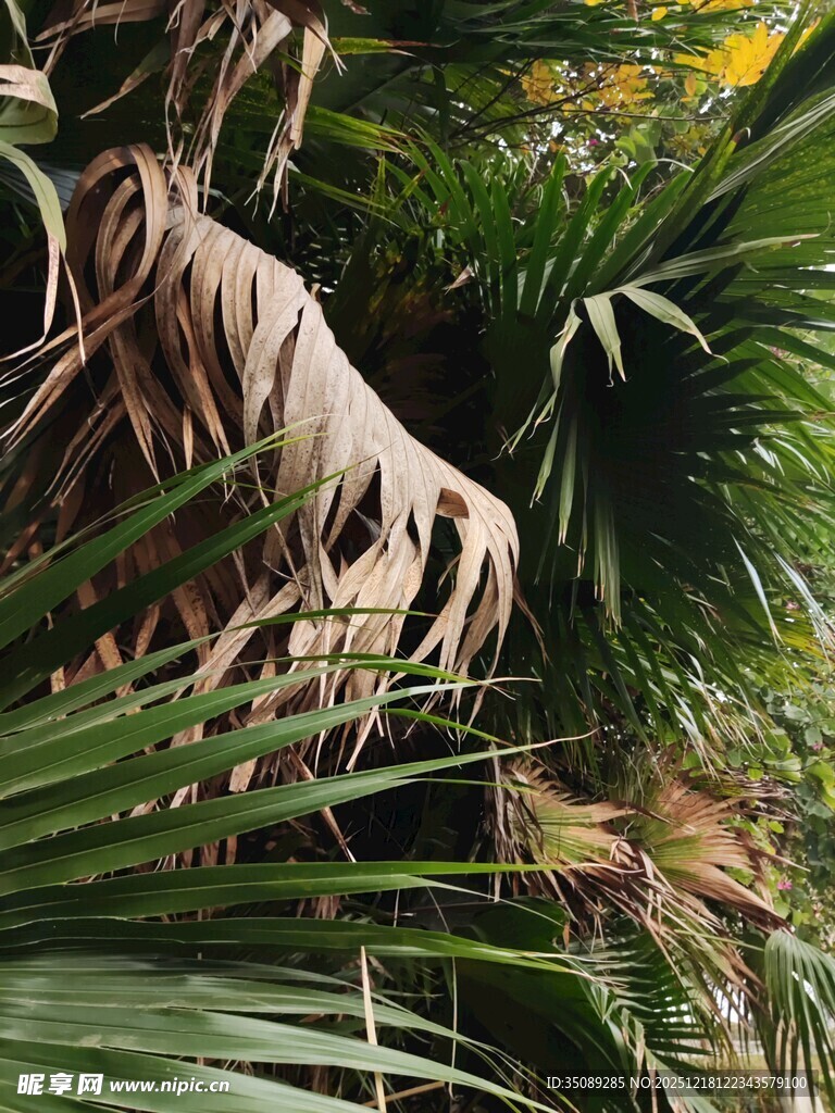 棕榈植物特写