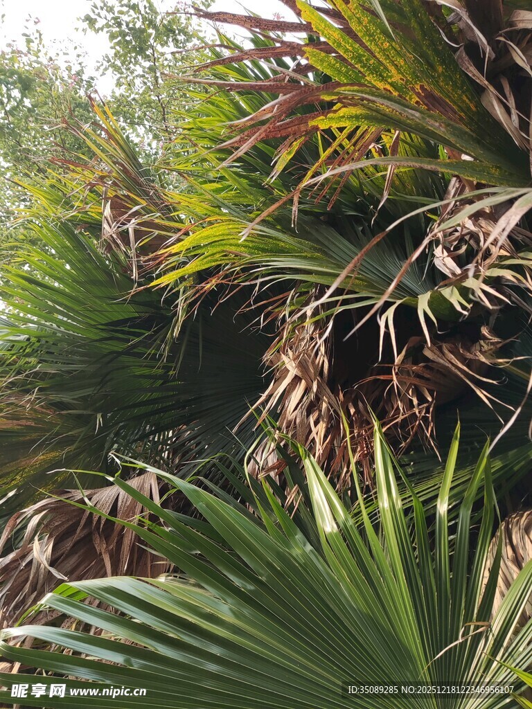 繁茂绿植展现自然生机