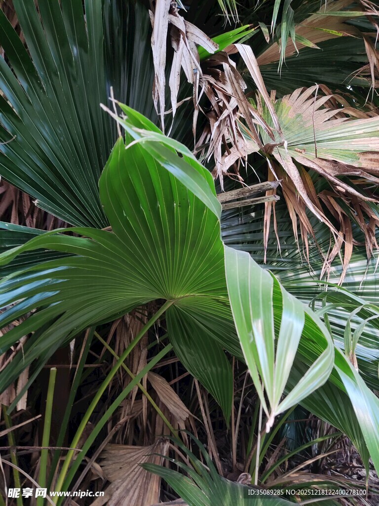 翠绿阔叶植物生机盎然