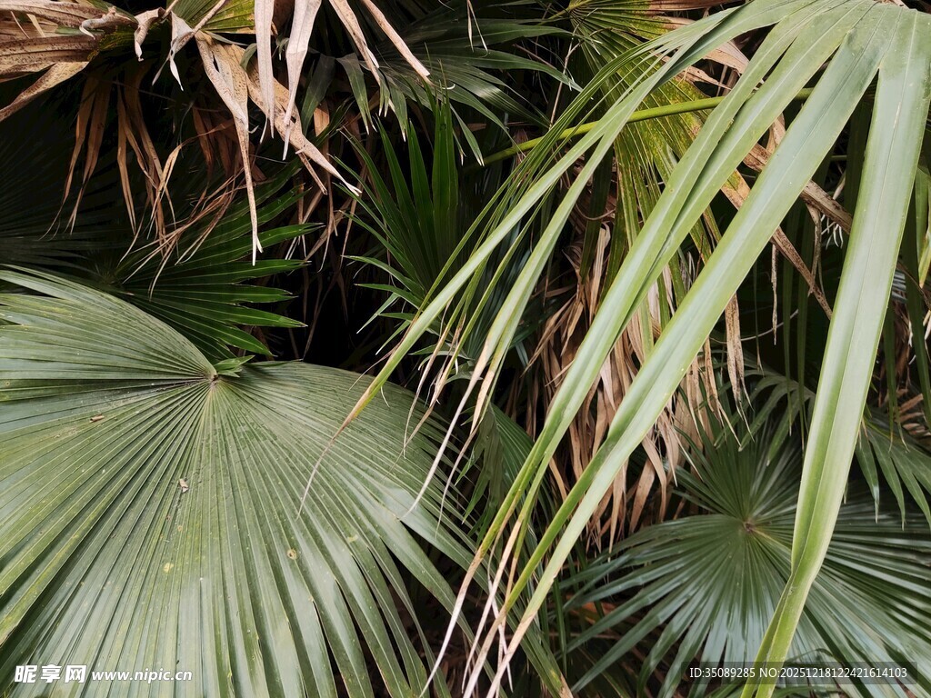 热带棕榈叶特写