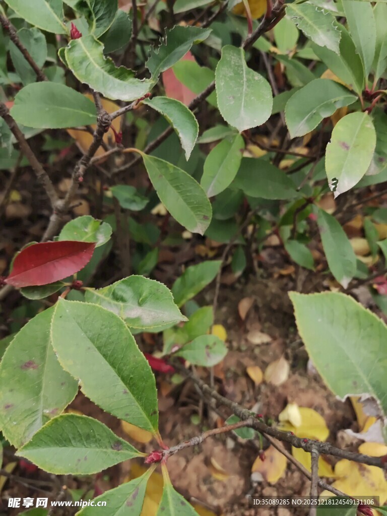 绿叶红边植物特写