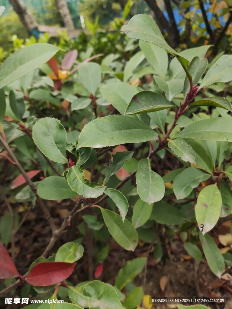 绿叶红茎植物特写