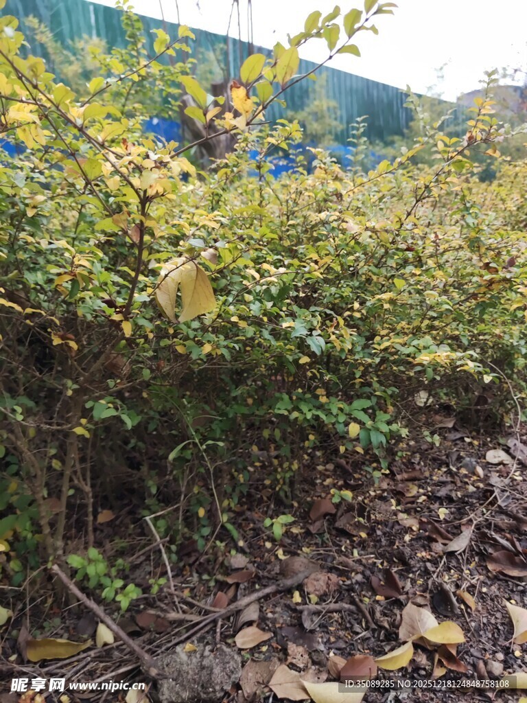 户外繁茂绿植与落叶景象