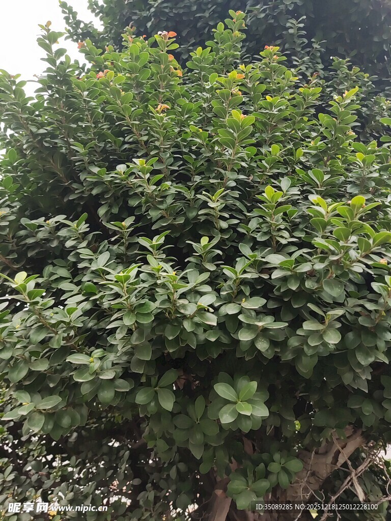 茂密绿植景观