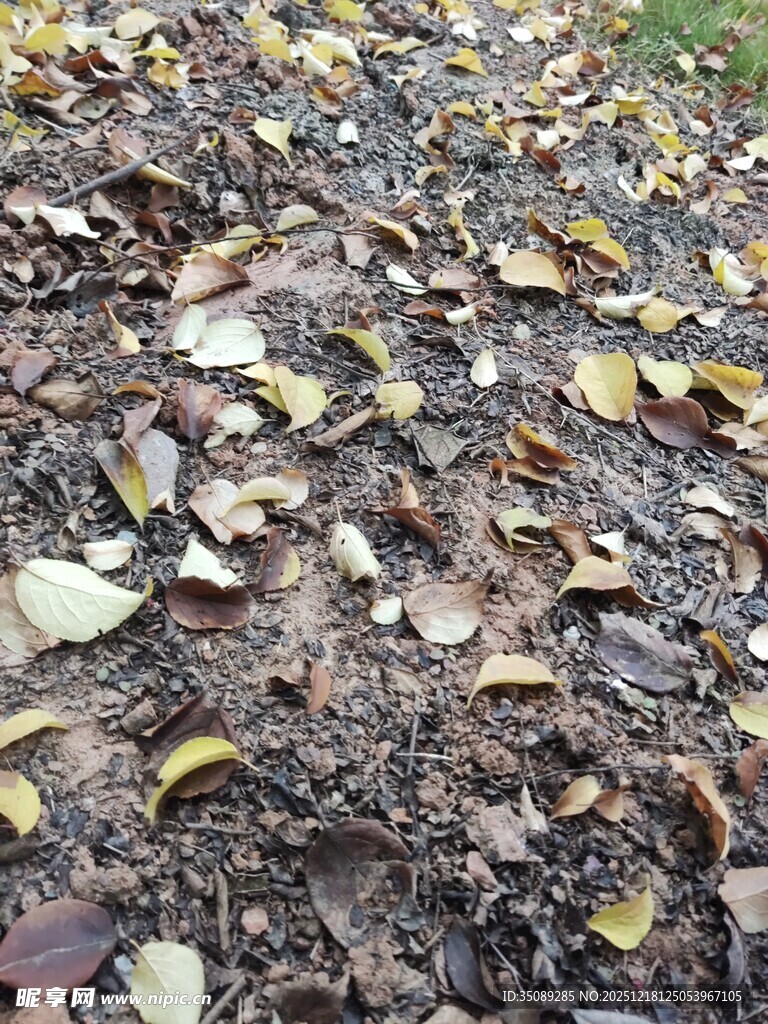 地面上的缤纷落叶