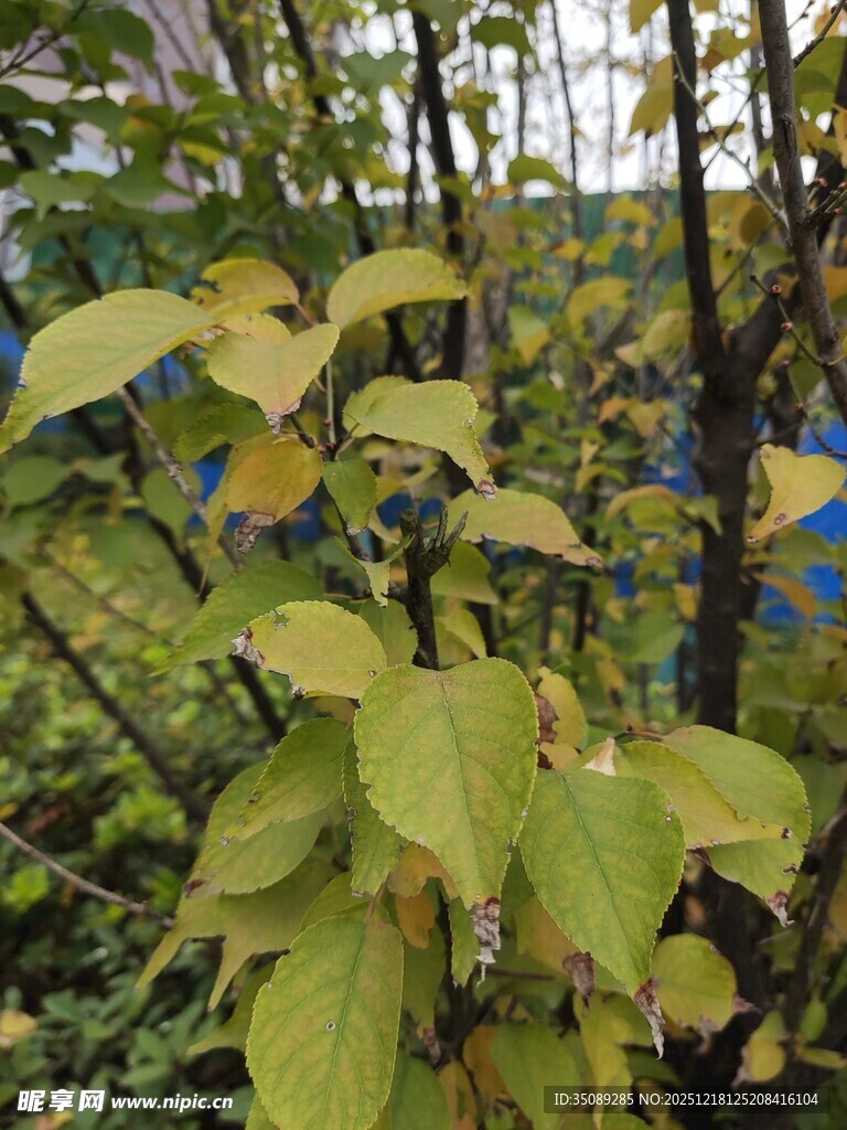 绿叶繁茂的植物景观