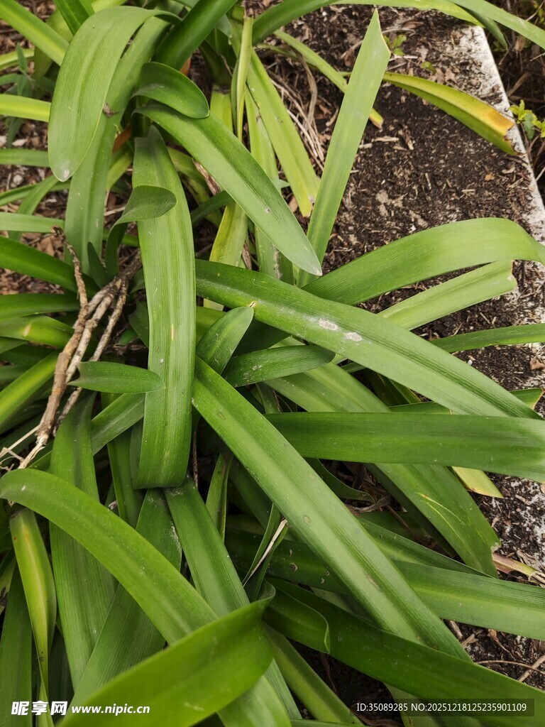 翠绿细长叶片的植物