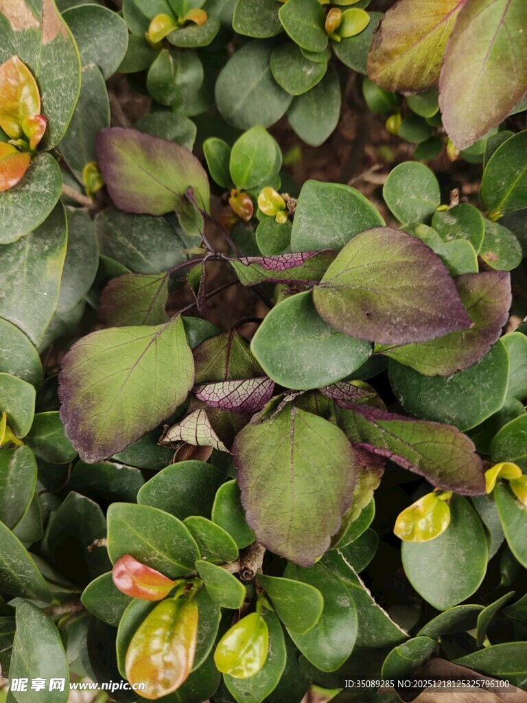 多彩叶片的翠绿植物