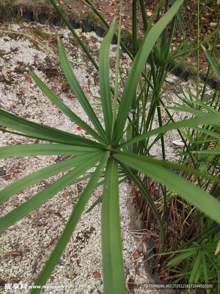 独特形态的绿色植物