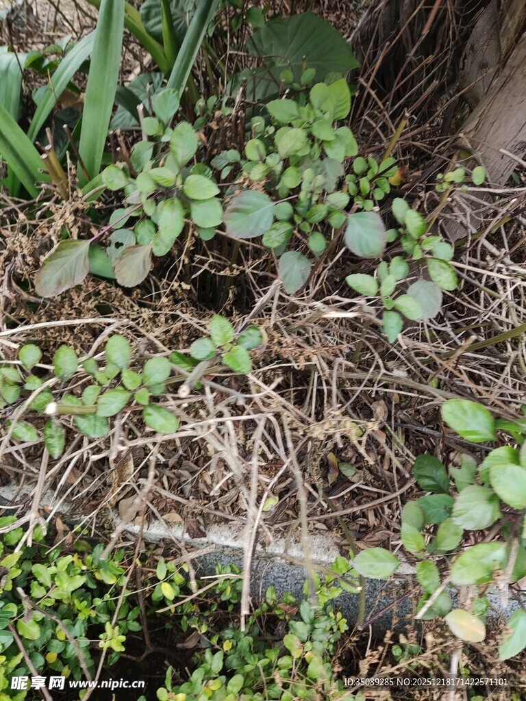 地面上的绿色植物群落