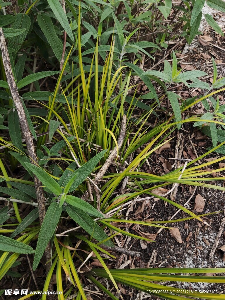 野外生长的黄绿相间植物