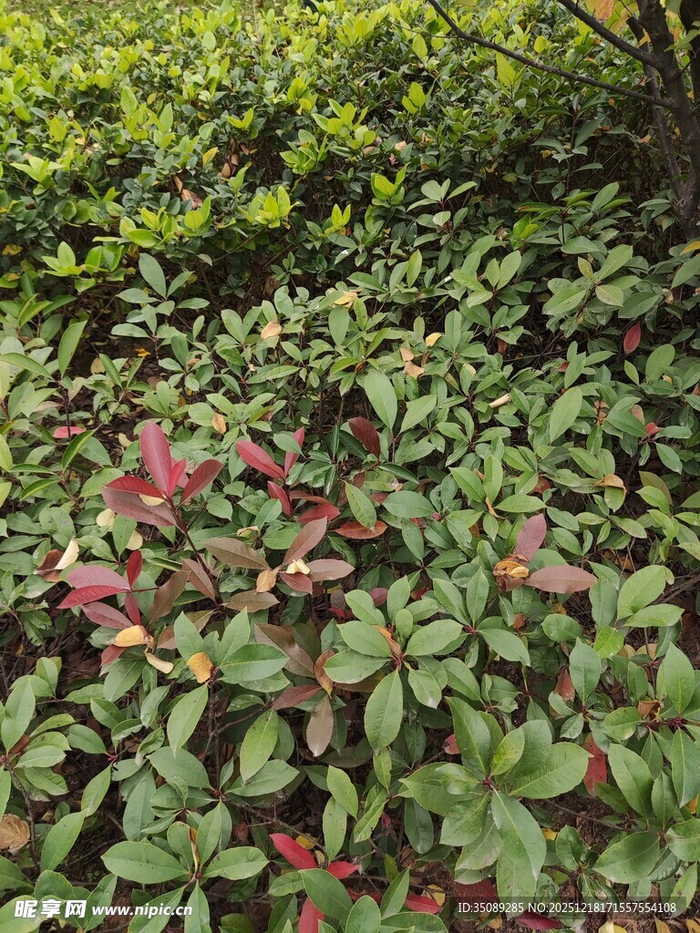 绿叶间的红色植物景观