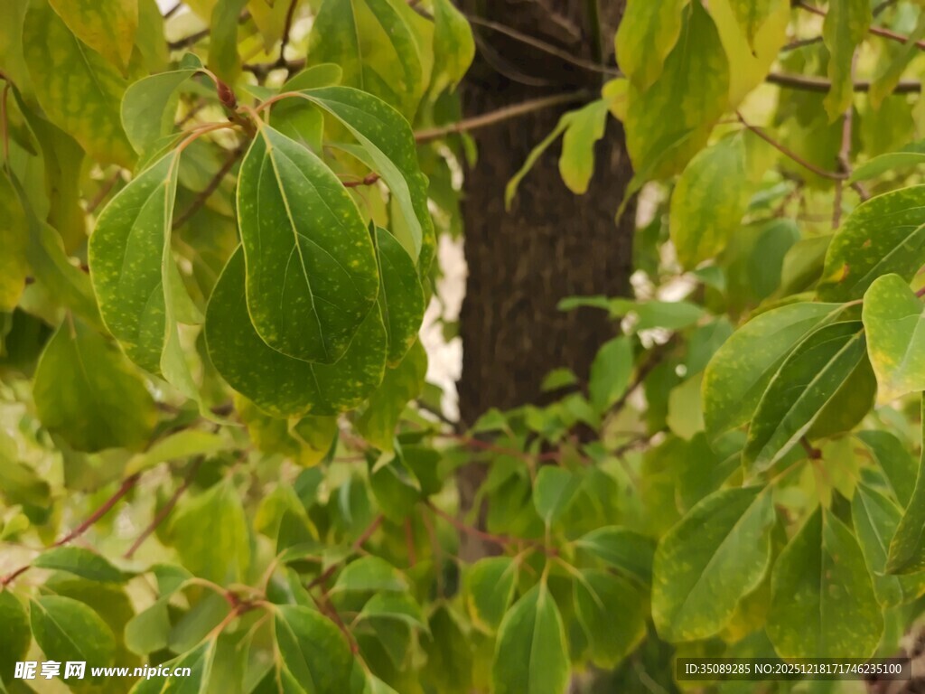 绿叶繁茂的植物景象